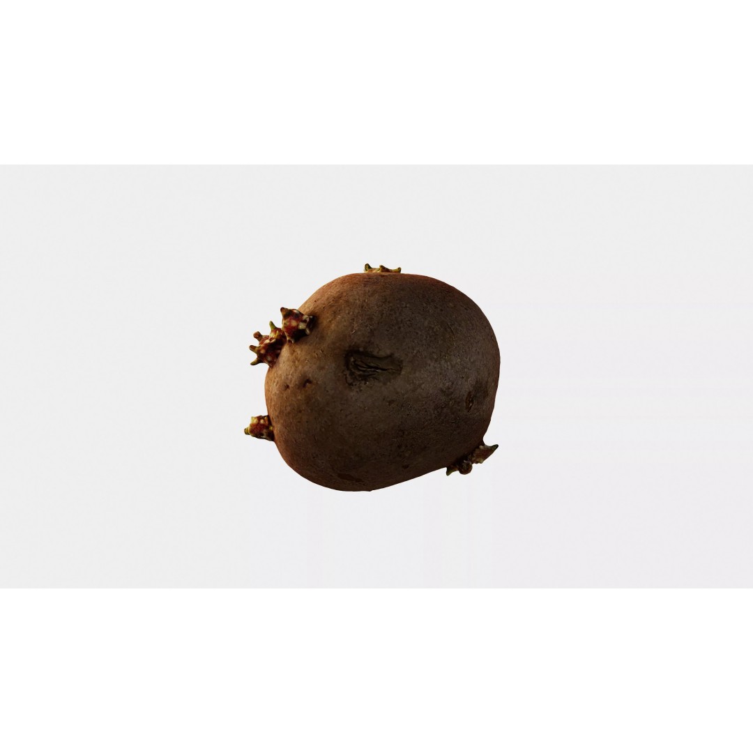 Sprouted Potato 3D Model – Low Poly Photogrammetry Game Asset, FBX - View 14