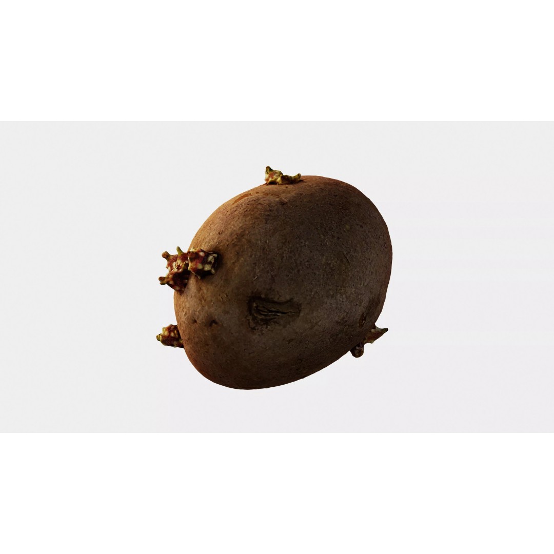 Sprouted Potato 3D Model – Low Poly Photogrammetry Game Asset, FBX - View 15