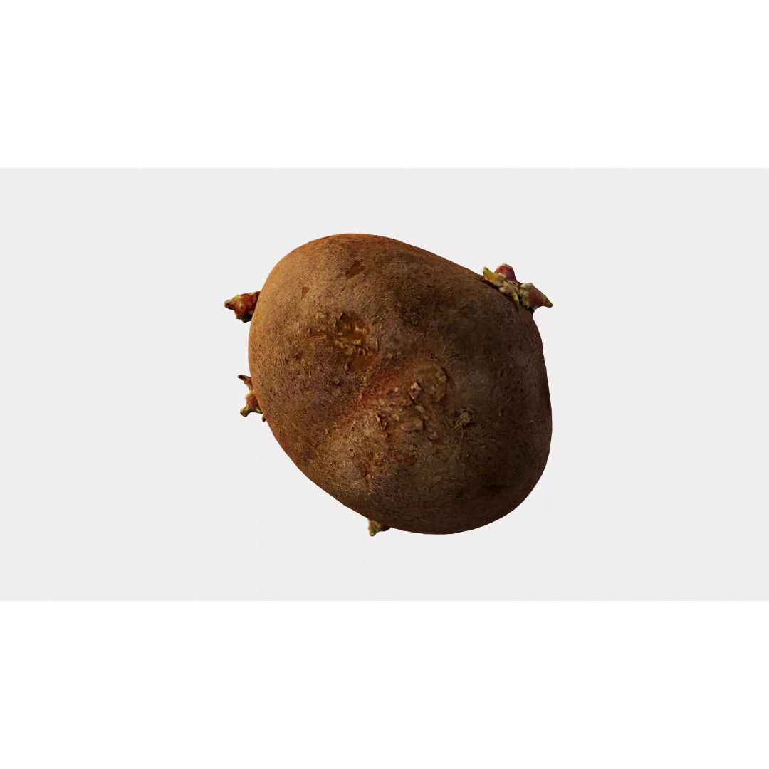Sprouted Potato 3D Model – Low Poly Photogrammetry Game Asset, FBX - View 16
