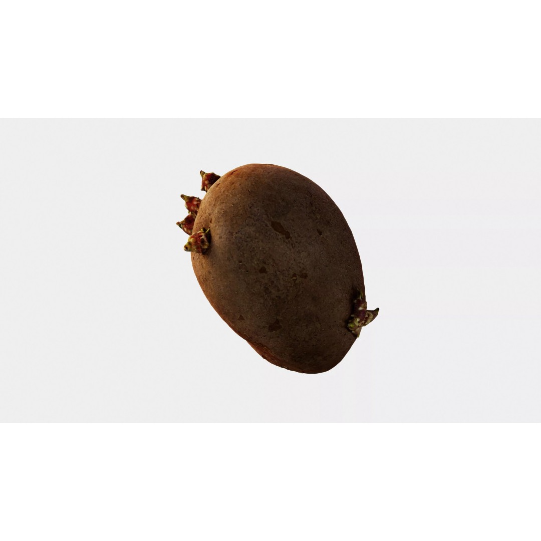 Sprouted Potato 3D Model – Low Poly Photogrammetry Game Asset, FBX - View 17