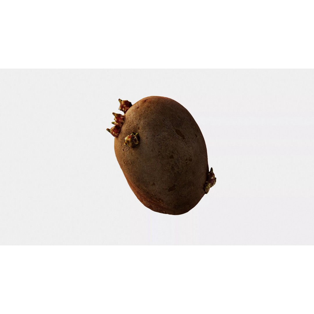 Sprouted Potato 3D Model – Low Poly Photogrammetry Game Asset, FBX - View 18