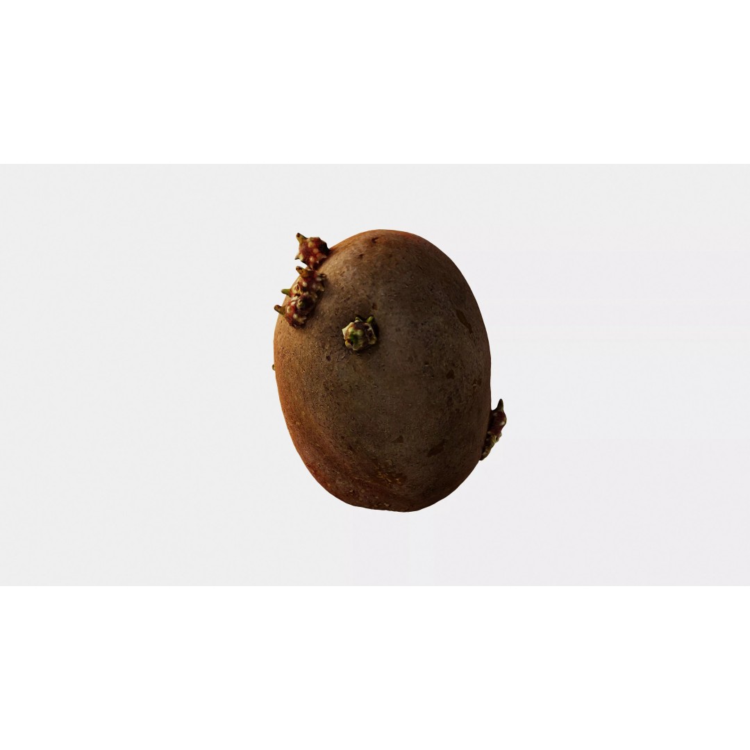 Sprouted Potato 3D Model – Low Poly Photogrammetry Game Asset, FBX - View 19