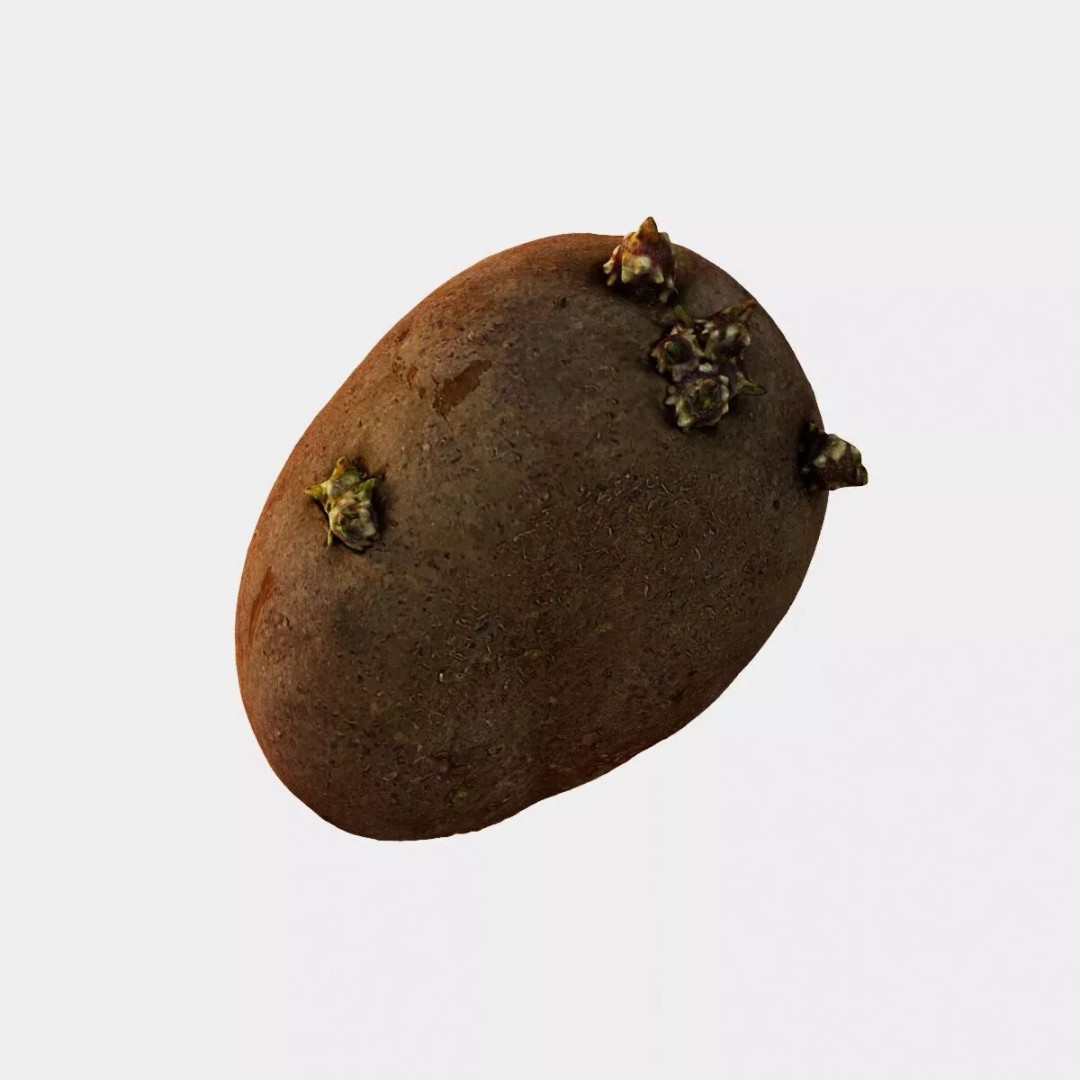 Sprouted Potato 3D Model – Low Poly Photogrammetry Game Asset, FBX - View 2