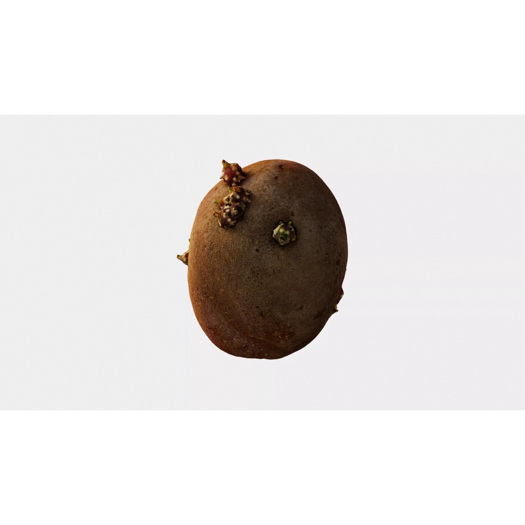 Sprouted Potato 3D Model – Low Poly Photogrammetry Game Asset, FBX - View 20