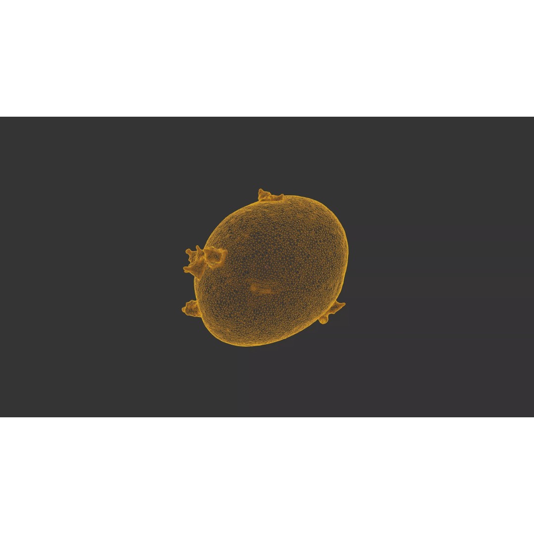 Sprouted Potato 3D Model – Low Poly Photogrammetry Game Asset, FBX - View 22