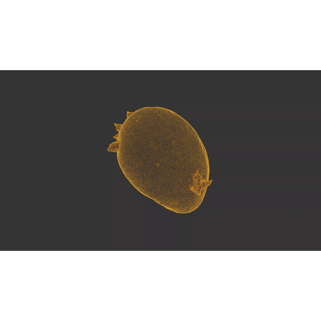 Sprouted Potato 3D Model – Low Poly Photogrammetry Game Asset, FBX - View 23