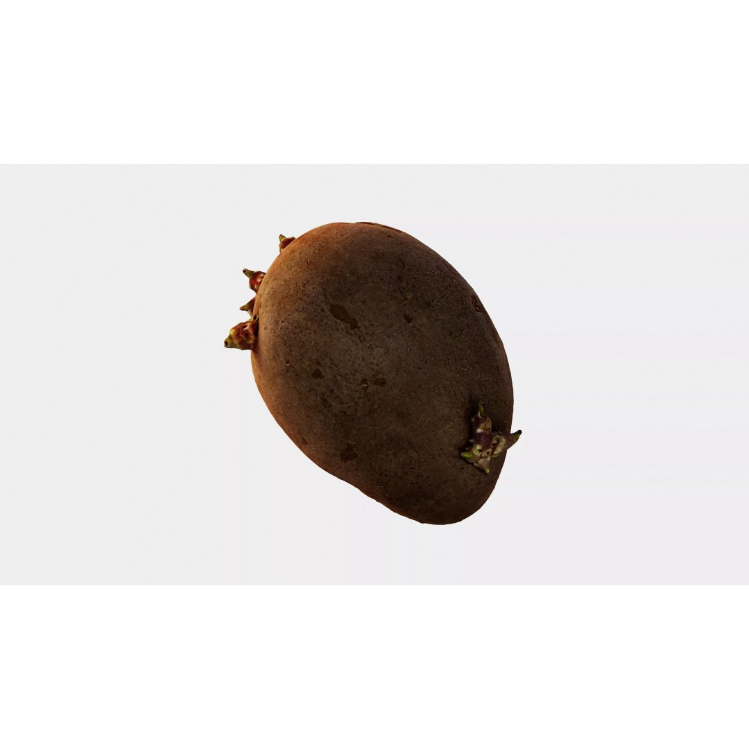 Sprouted Potato 3D Model – Low Poly Photogrammetry Game Asset, FBX - View 3