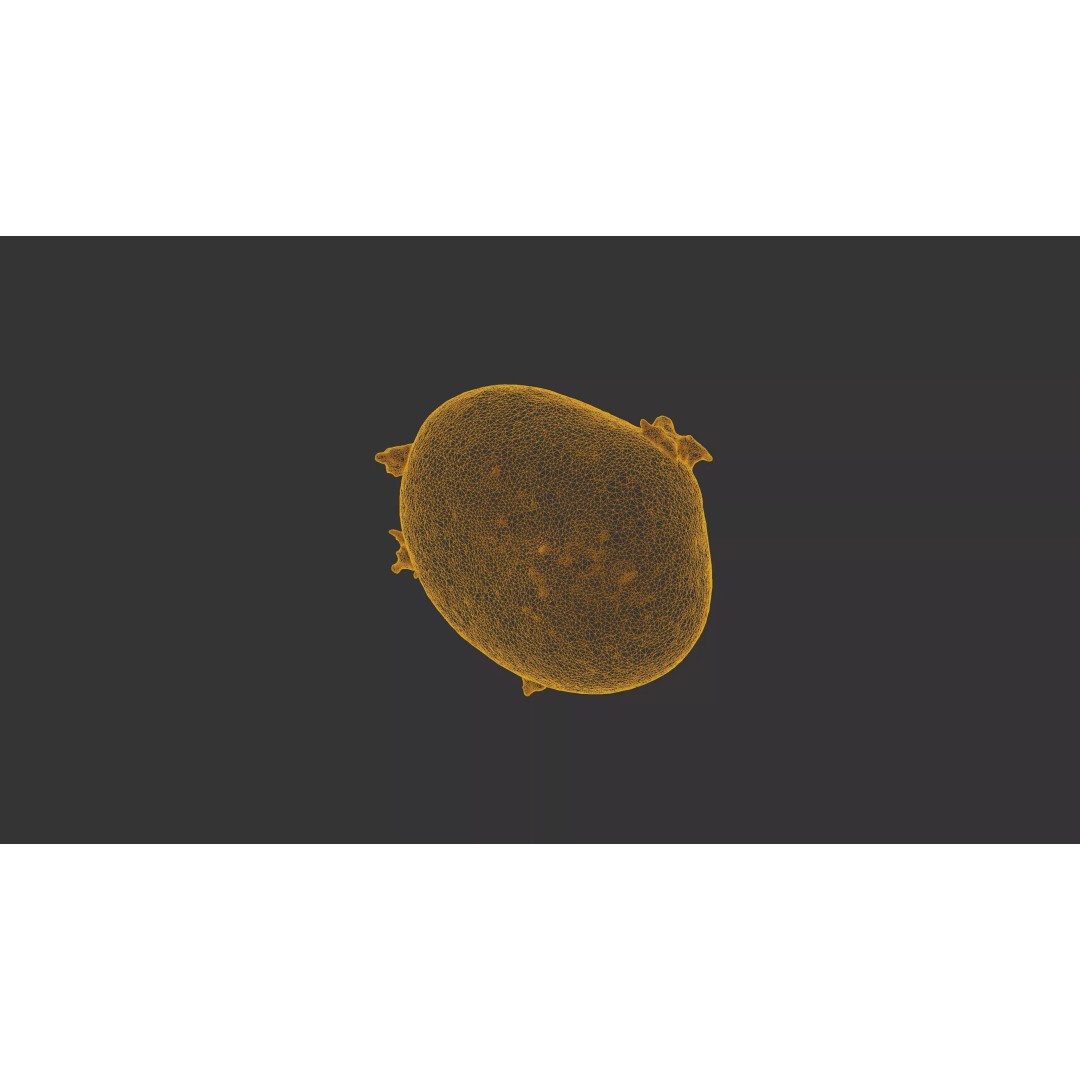 Sprouted Potato 3D Model – Low Poly Photogrammetry Game Asset, FBX - View 34