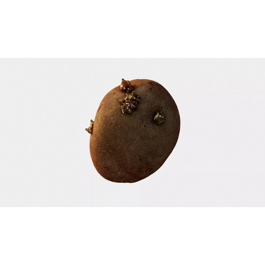 Sprouted Potato 3D Model – Low Poly Photogrammetry Game Asset, FBX - View 5