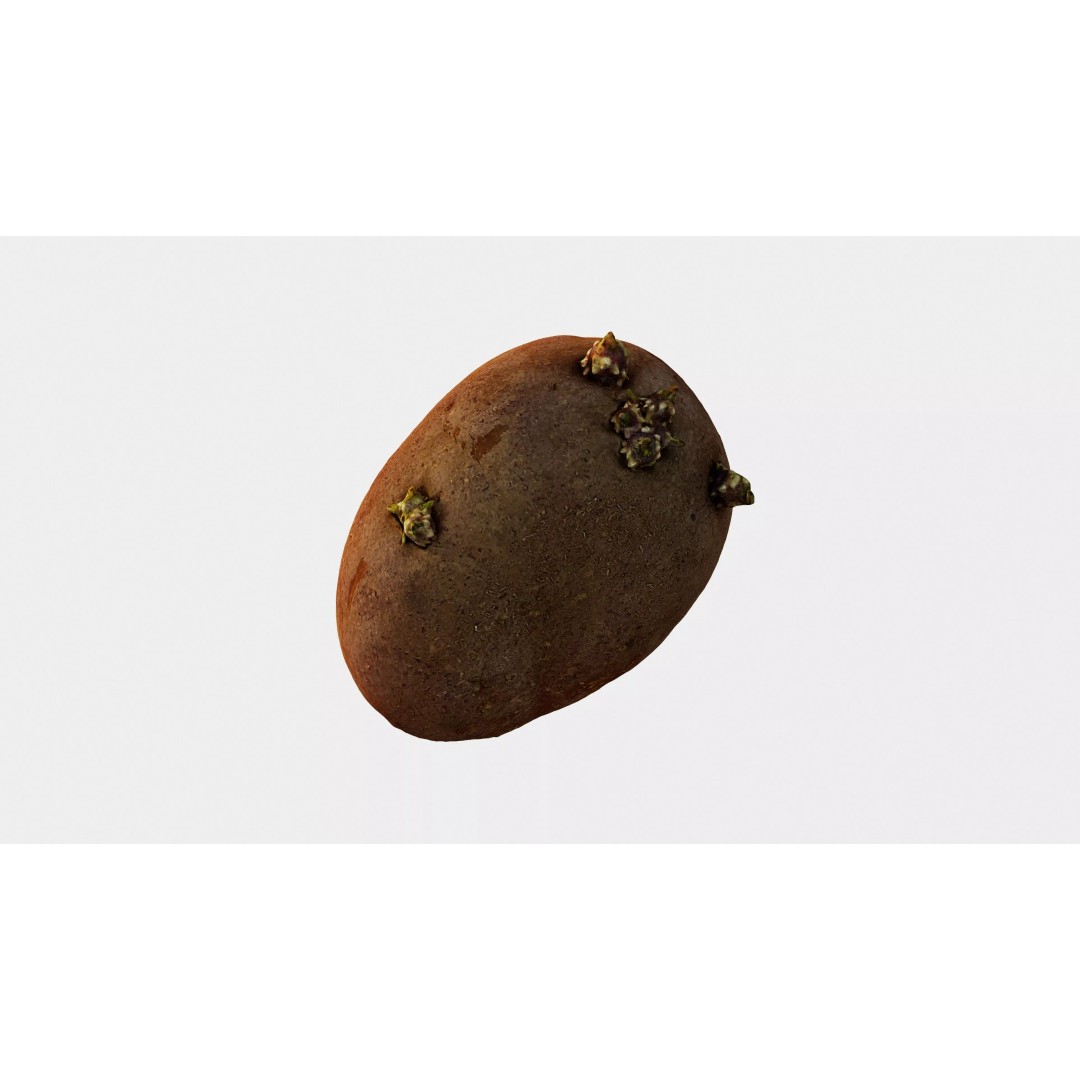 Sprouted Potato 3D Model – Low Poly Photogrammetry Game Asset, FBX - View 6
