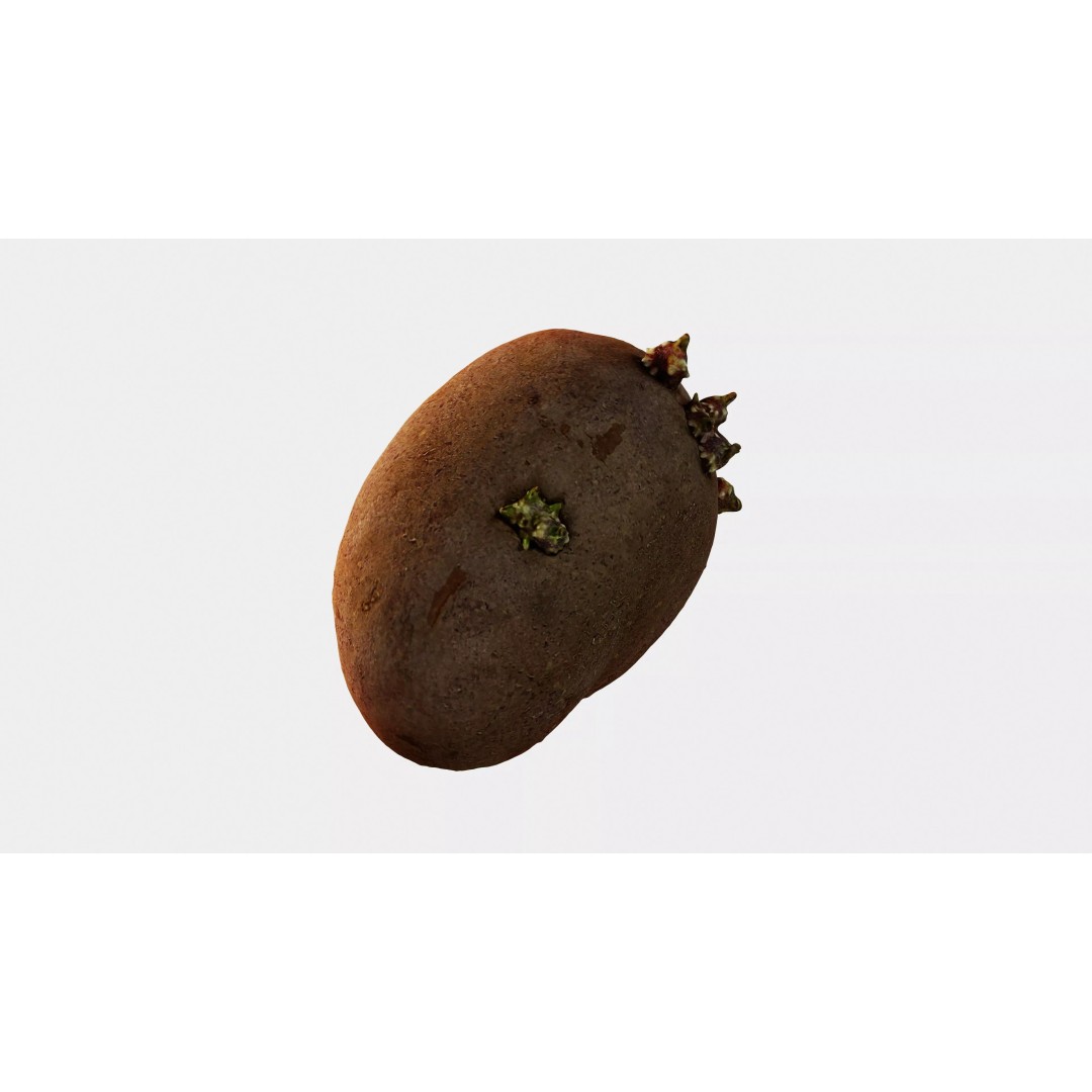 Sprouted Potato 3D Model – Low Poly Photogrammetry Game Asset, FBX - View 7