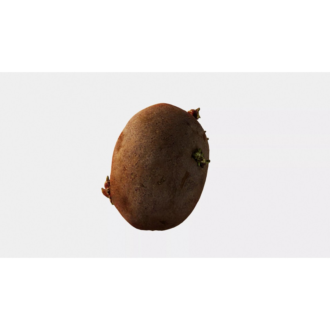 Sprouted Potato 3D Model – Low Poly Photogrammetry Game Asset, FBX - View 8