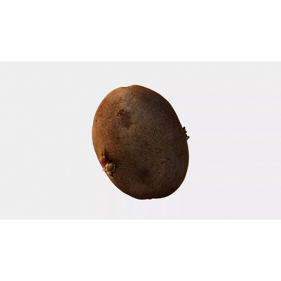 Sprouted Potato 3D Model – Low Poly Photogrammetry Game Asset, FBX - View 9