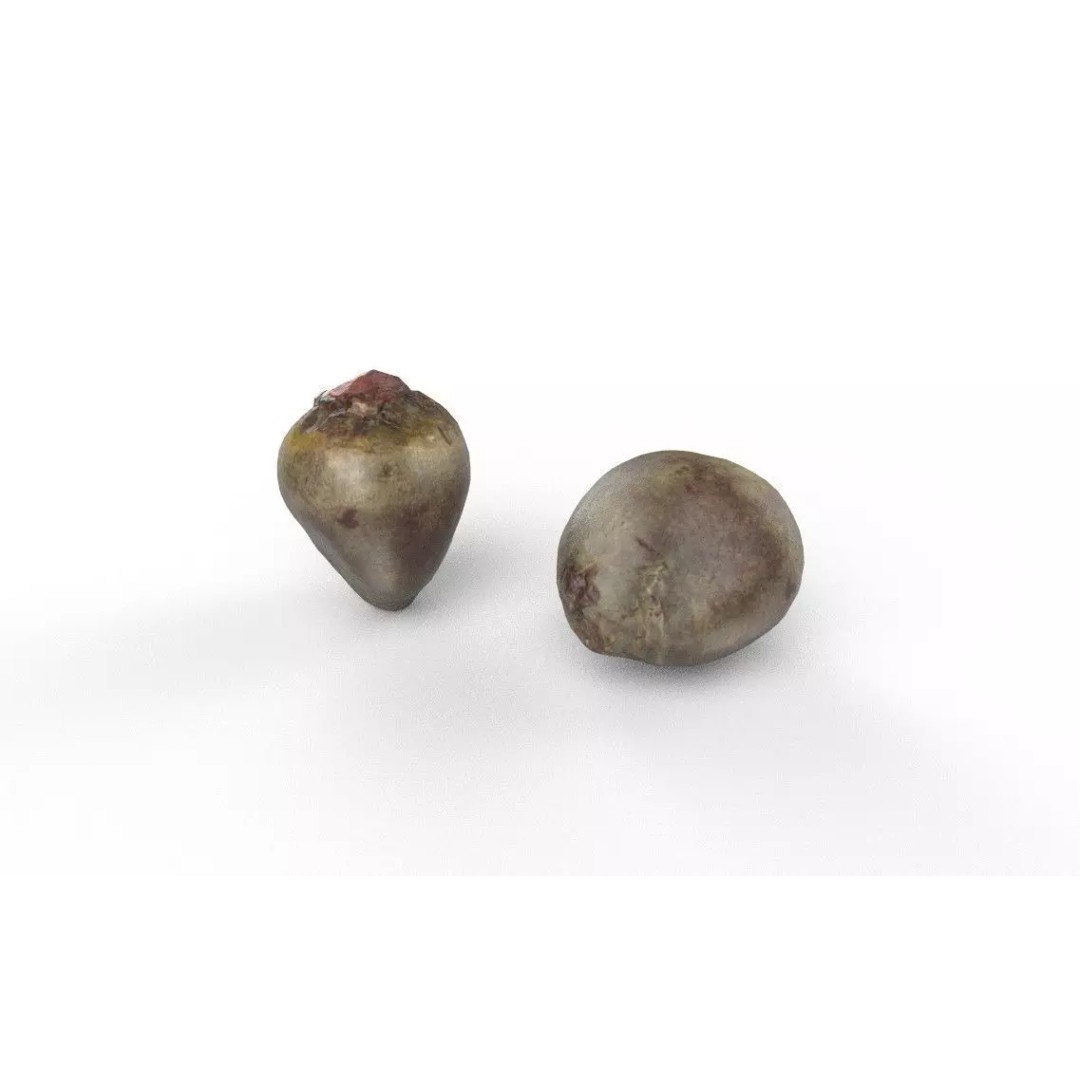 Beetroot 3D Model – Low Poly Game Asset, FBX, PBR Textures - View 5