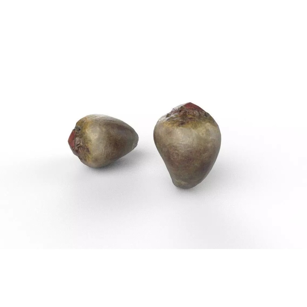 Beetroot 3D Model – Low Poly Game Asset, FBX, PBR Textures - View 7