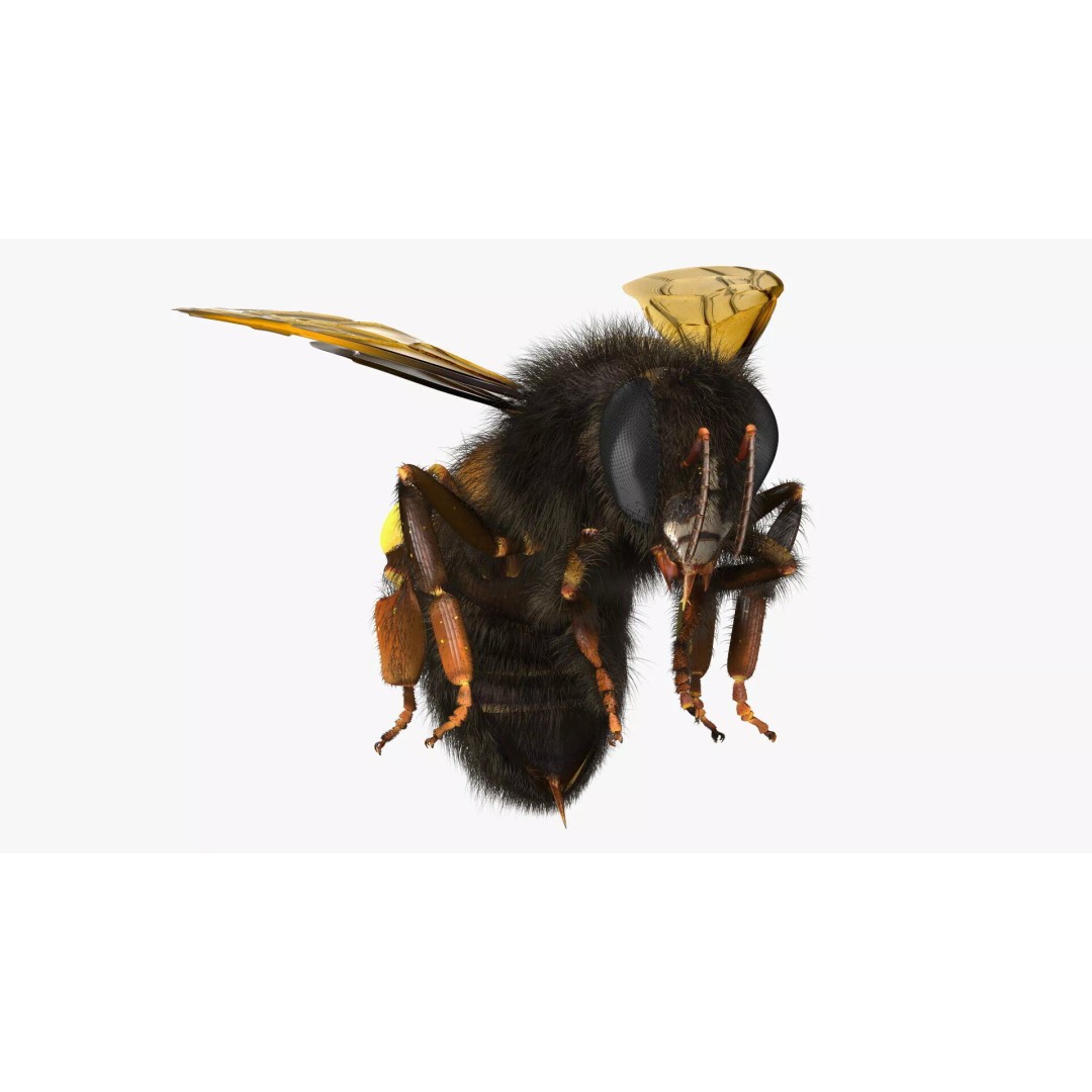 Honeybee 3D Model – High Quality PBR Insect Asset, FBX, OBJ - View 10