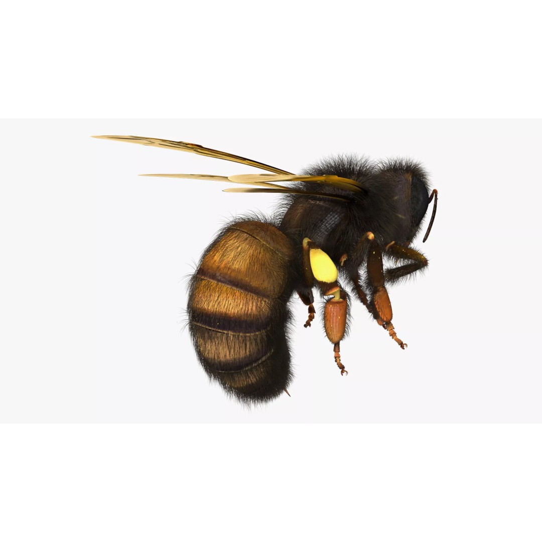 Honeybee 3D Model – High Quality PBR Insect Asset, FBX, OBJ - View 11