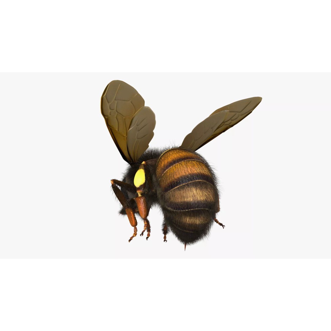Honeybee 3D Model – High Quality PBR Insect Asset, FBX, OBJ - View 12