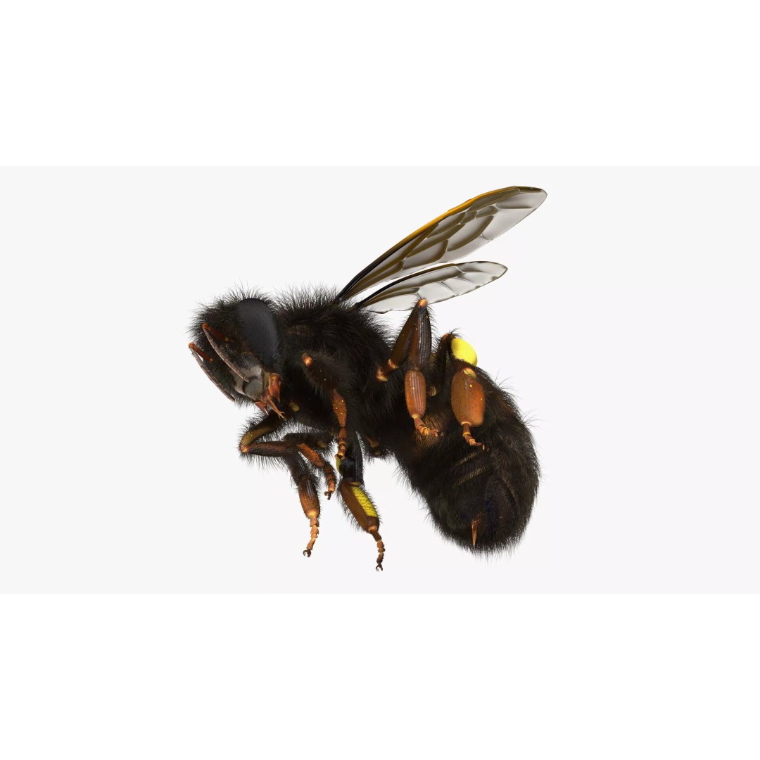 Honeybee 3D Model – High Quality PBR Insect Asset, FBX, OBJ - View 13