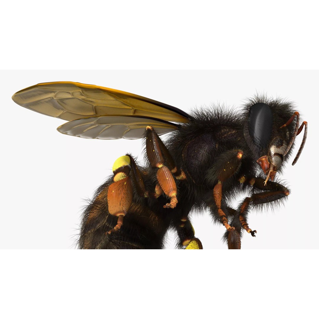 Honeybee 3D Model – High Quality PBR Insect Asset, FBX, OBJ - View 14