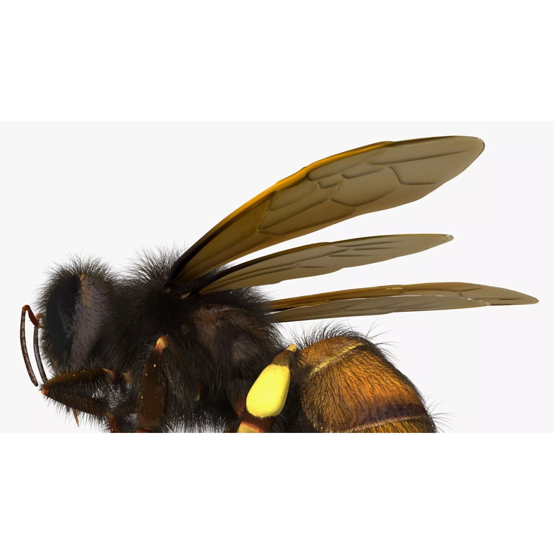 Honeybee 3D Model – High Quality PBR Insect Asset, FBX, OBJ - View 15