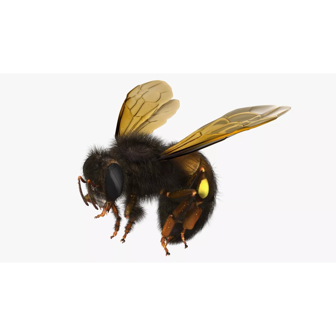 Honeybee 3D Model – High Quality PBR Insect Asset, FBX, OBJ - View 2