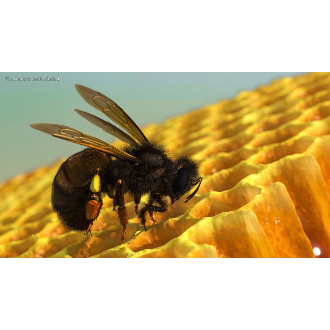 Honeybee 3D Model – High Quality PBR Insect Asset, FBX, OBJ - View 4