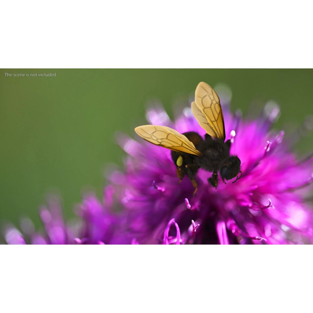 Honeybee 3D Model – High Quality PBR Insect Asset, FBX, OBJ - View 5