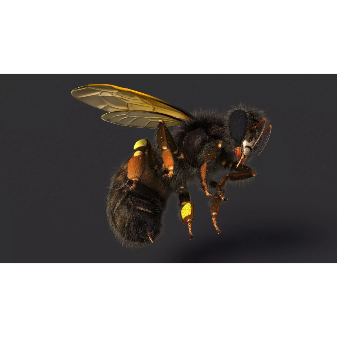 Honeybee 3D Model – High Quality PBR Insect Asset, FBX, OBJ - View 8