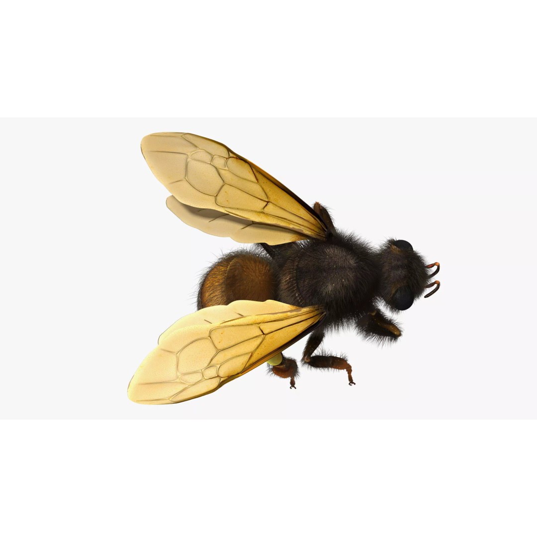 Honeybee 3D Model – High Quality PBR Insect Asset, FBX, OBJ - View 9