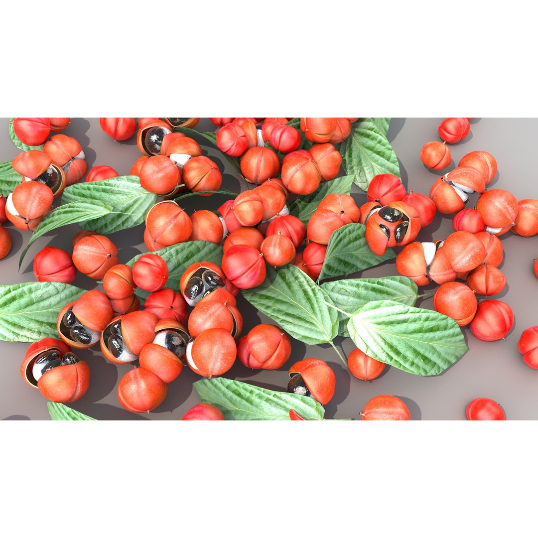 Guarana Of The Amazon 3D Model – Realistic PBR Fruit Asset, FBX - View 12