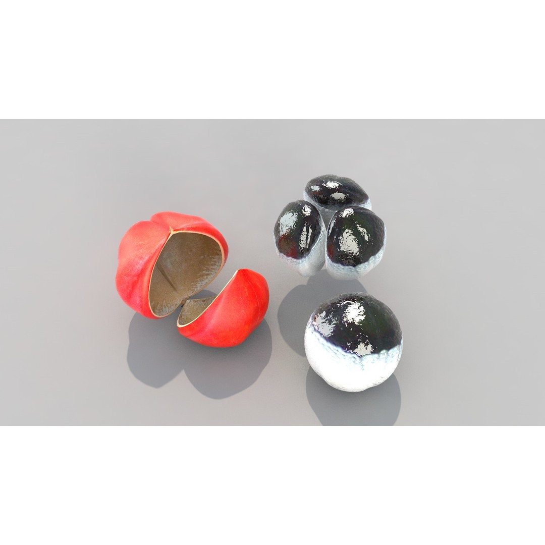 Guarana Of The Amazon 3D Model – Realistic PBR Fruit Asset, FBX - View 13