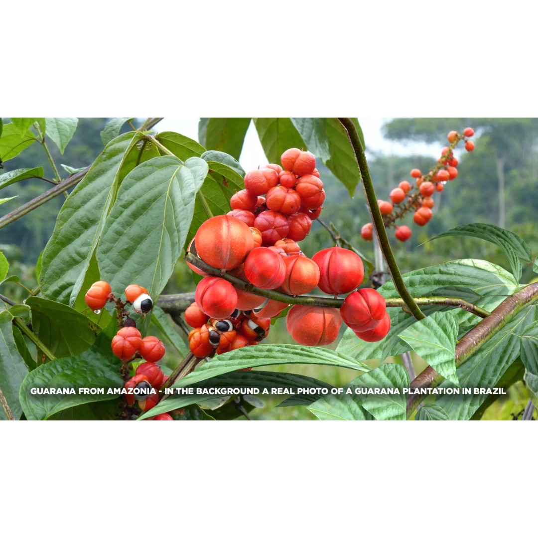 Guarana Of The Amazon 3D Model – Realistic PBR Fruit Asset, FBX - View 2