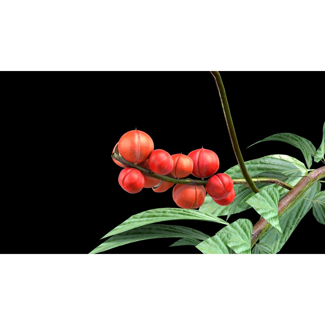 Guarana Of The Amazon 3D Model – Realistic PBR Fruit Asset, FBX - View 3