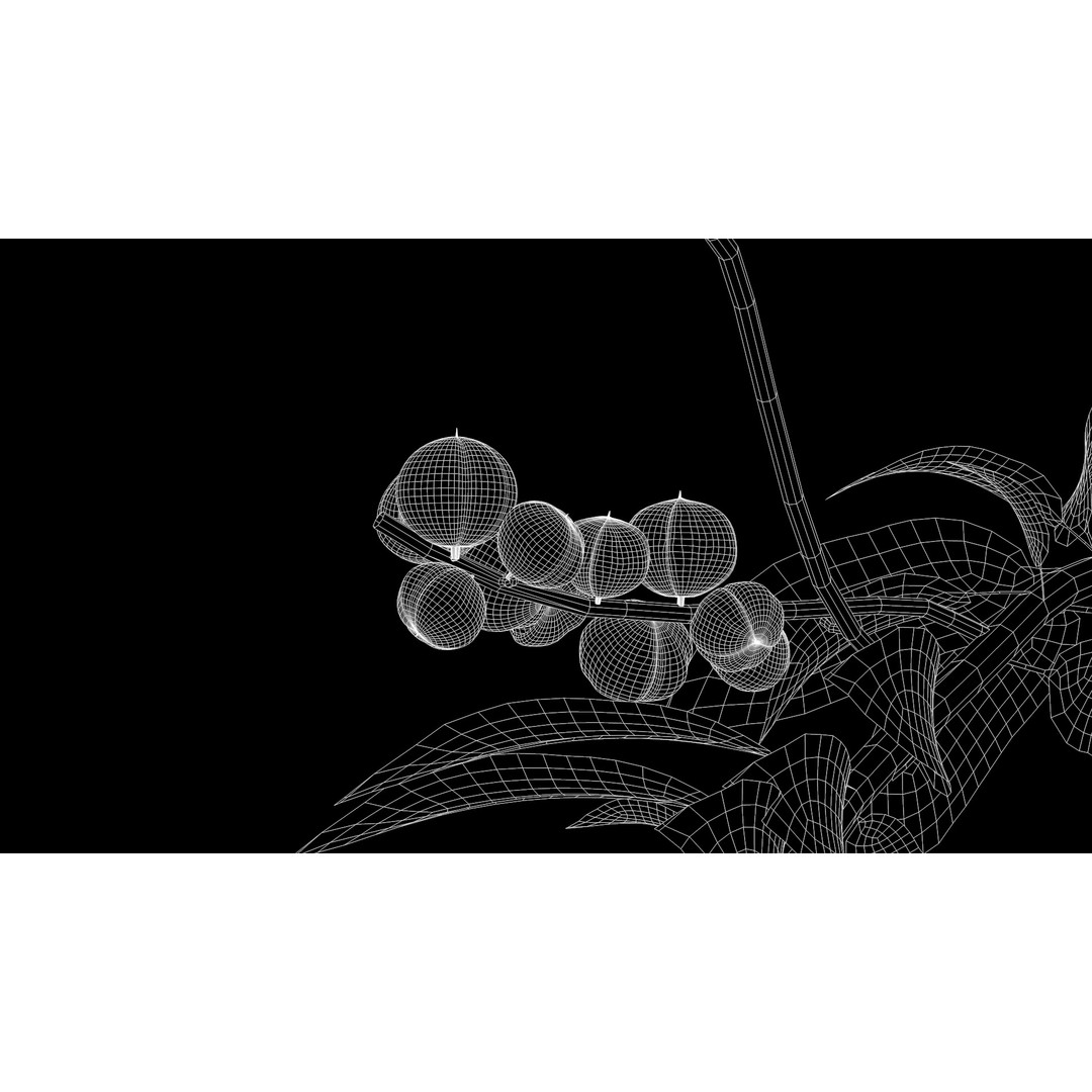 Guarana Of The Amazon 3D Model – Realistic PBR Fruit Asset, FBX - View 4