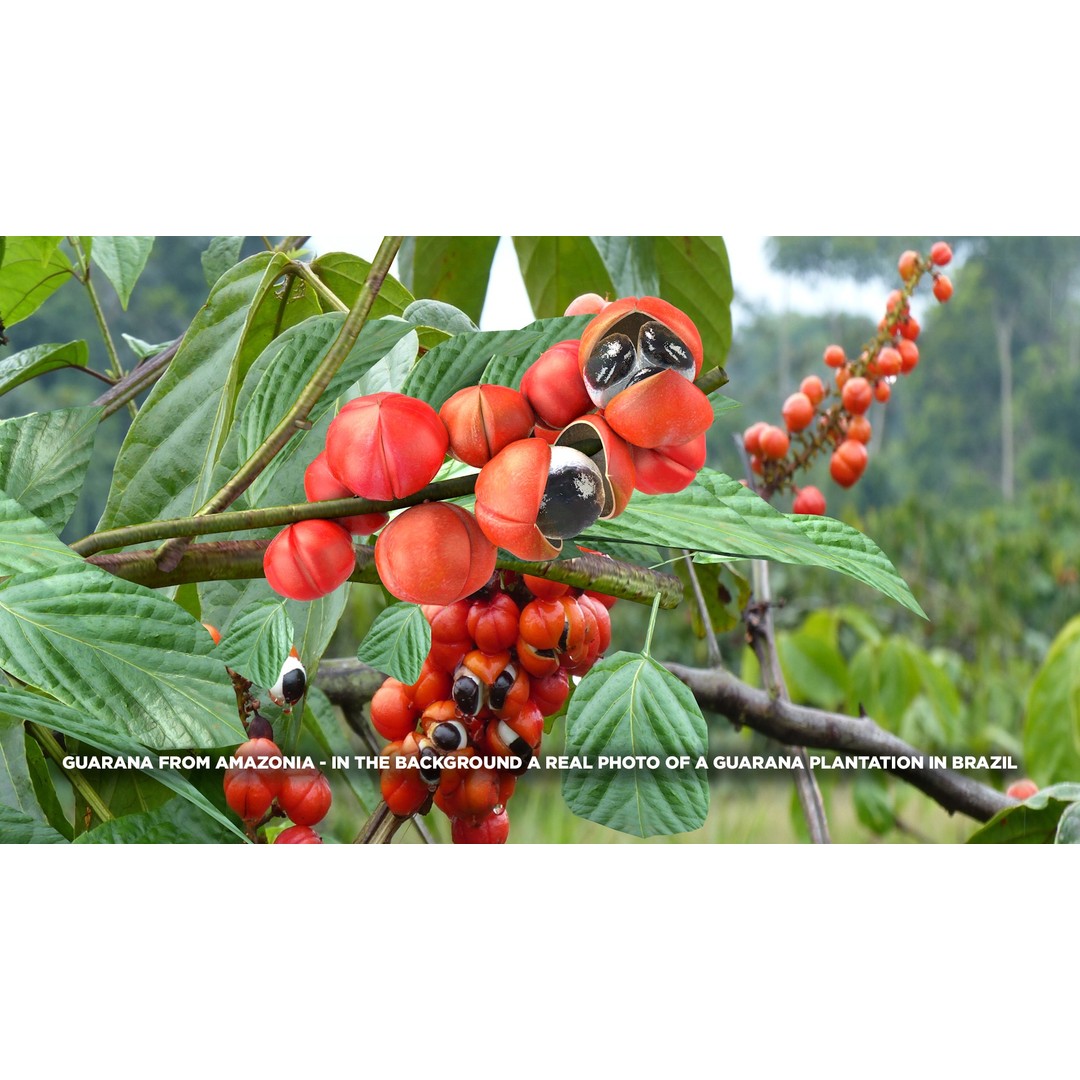 Guarana Of The Amazon 3D Model – Realistic PBR Fruit Asset, FBX - View 5