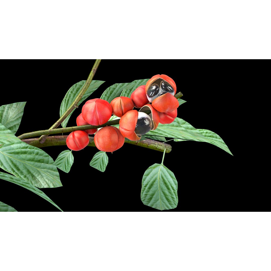 Guarana Of The Amazon 3D Model – Realistic PBR Fruit Asset, FBX - View 6