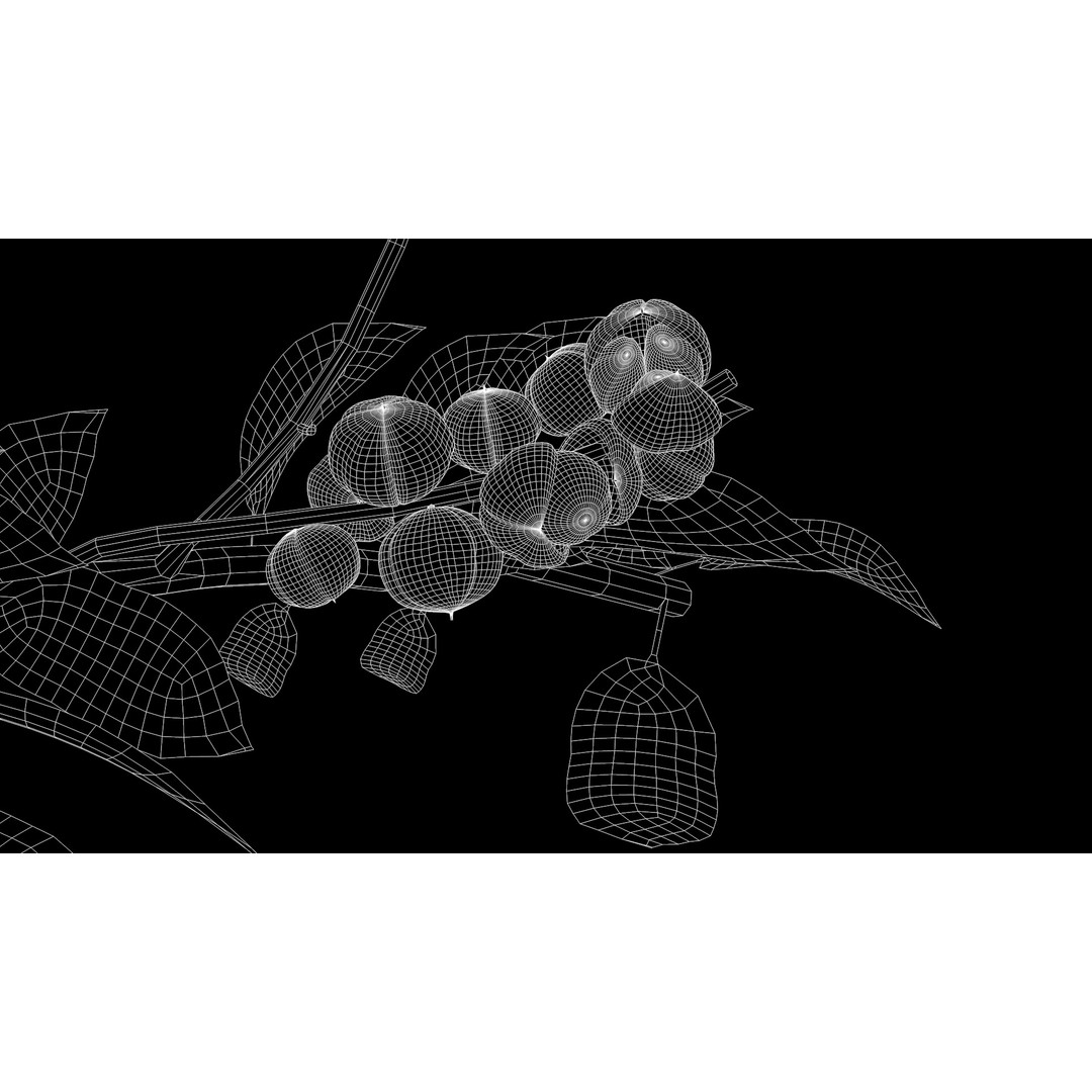 Guarana Of The Amazon 3D Model – Realistic PBR Fruit Asset, FBX - View 7