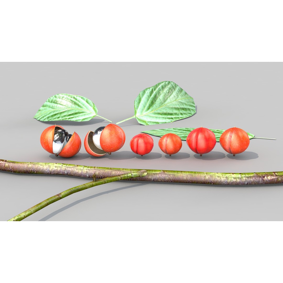 Guarana Of The Amazon 3D Model – Realistic PBR Fruit Asset, FBX - View 8