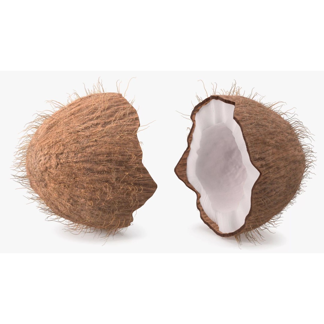 Coconut Half Fur 3D Model – PBR Textured, Game-Ready Asset - View 6
