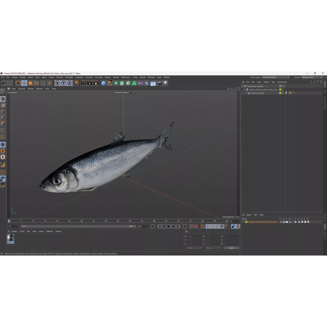 Atlantic Herring Whole Fish 3D Model – High Quality PBR Textured Asset
