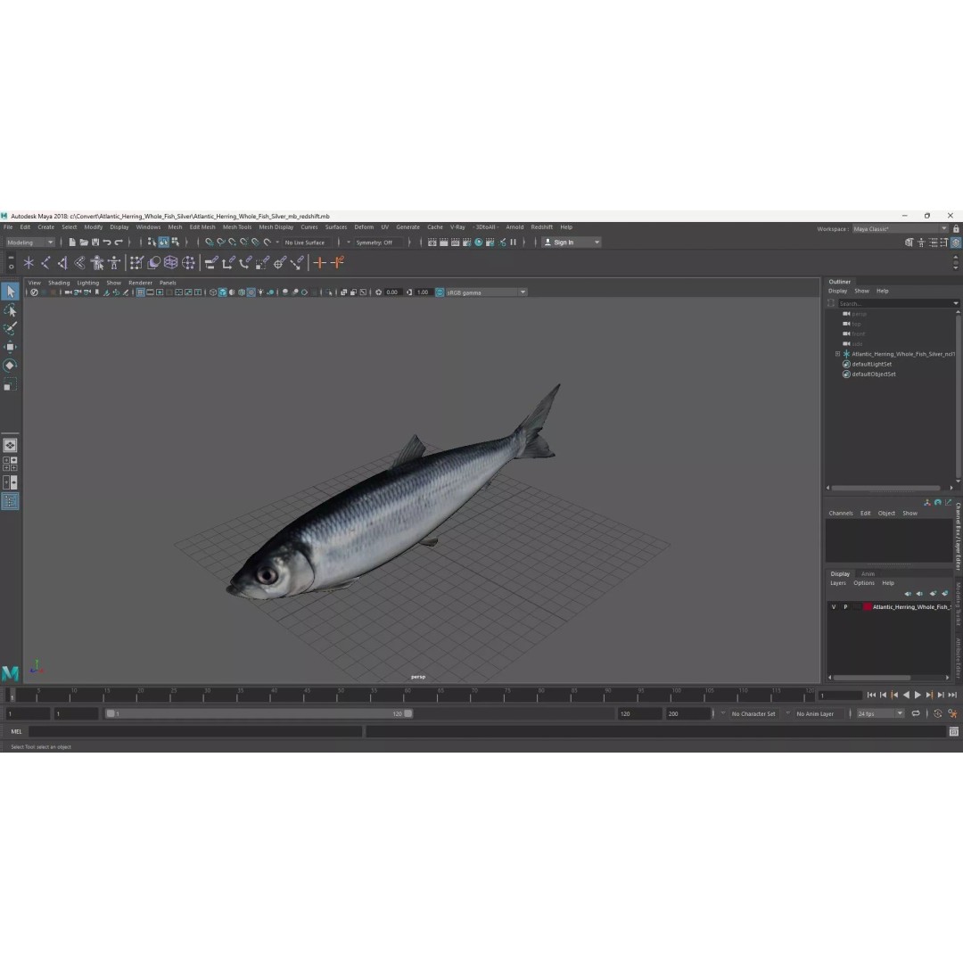 Atlantic Herring Whole Fish 3D Model – High Quality PBR Textured Asset - View 17