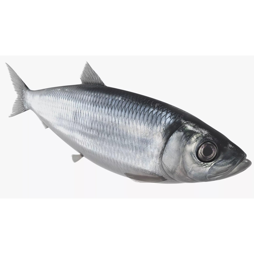 Atlantic Herring Whole Fish 3D Model – High Quality PBR Textured Asset - View 2