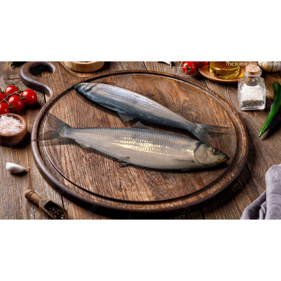 Atlantic Herring Whole Fish 3D Model – High Quality PBR Textured Asset - View 3