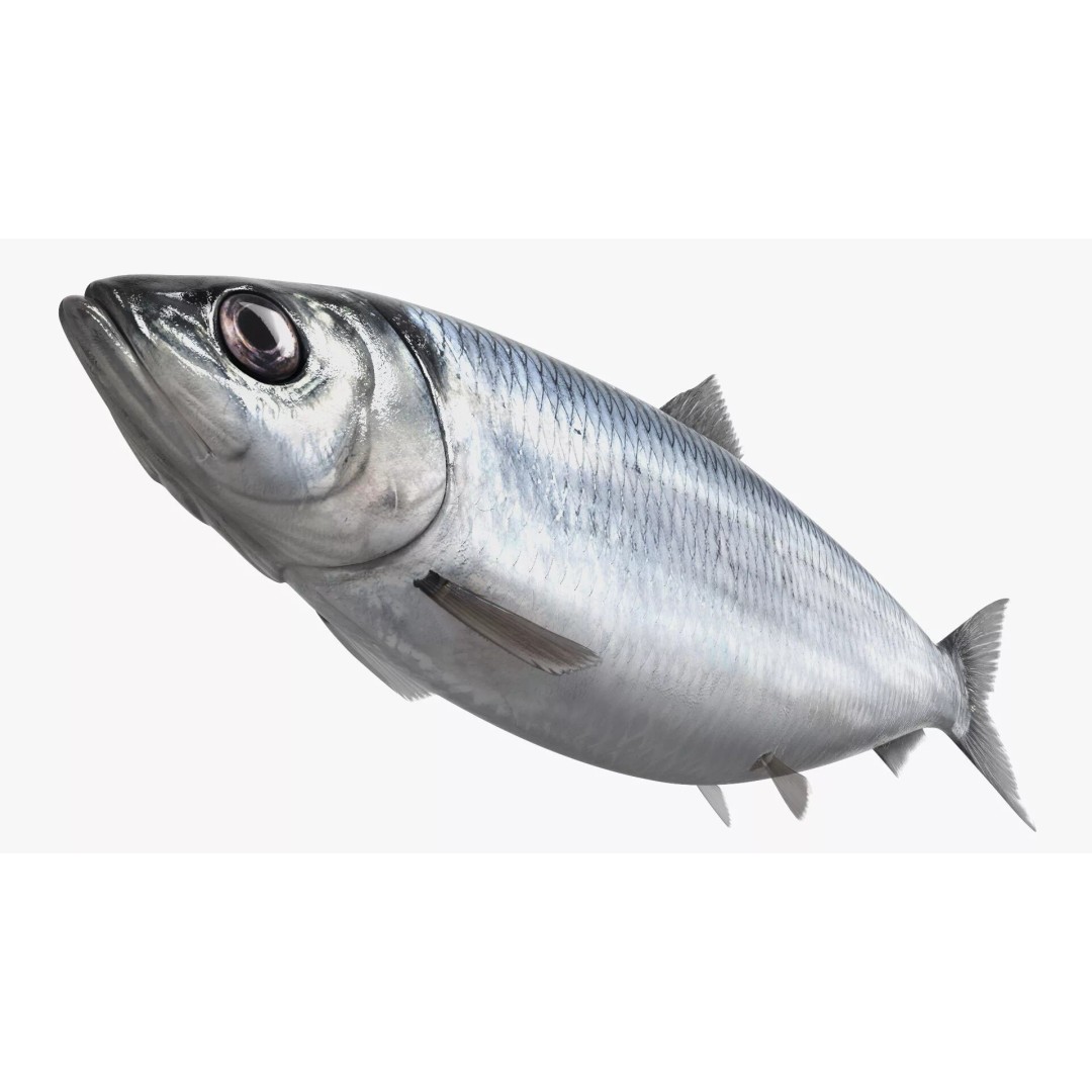 Atlantic Herring Whole Fish 3D Model – High Quality PBR Textured Asset - View 5