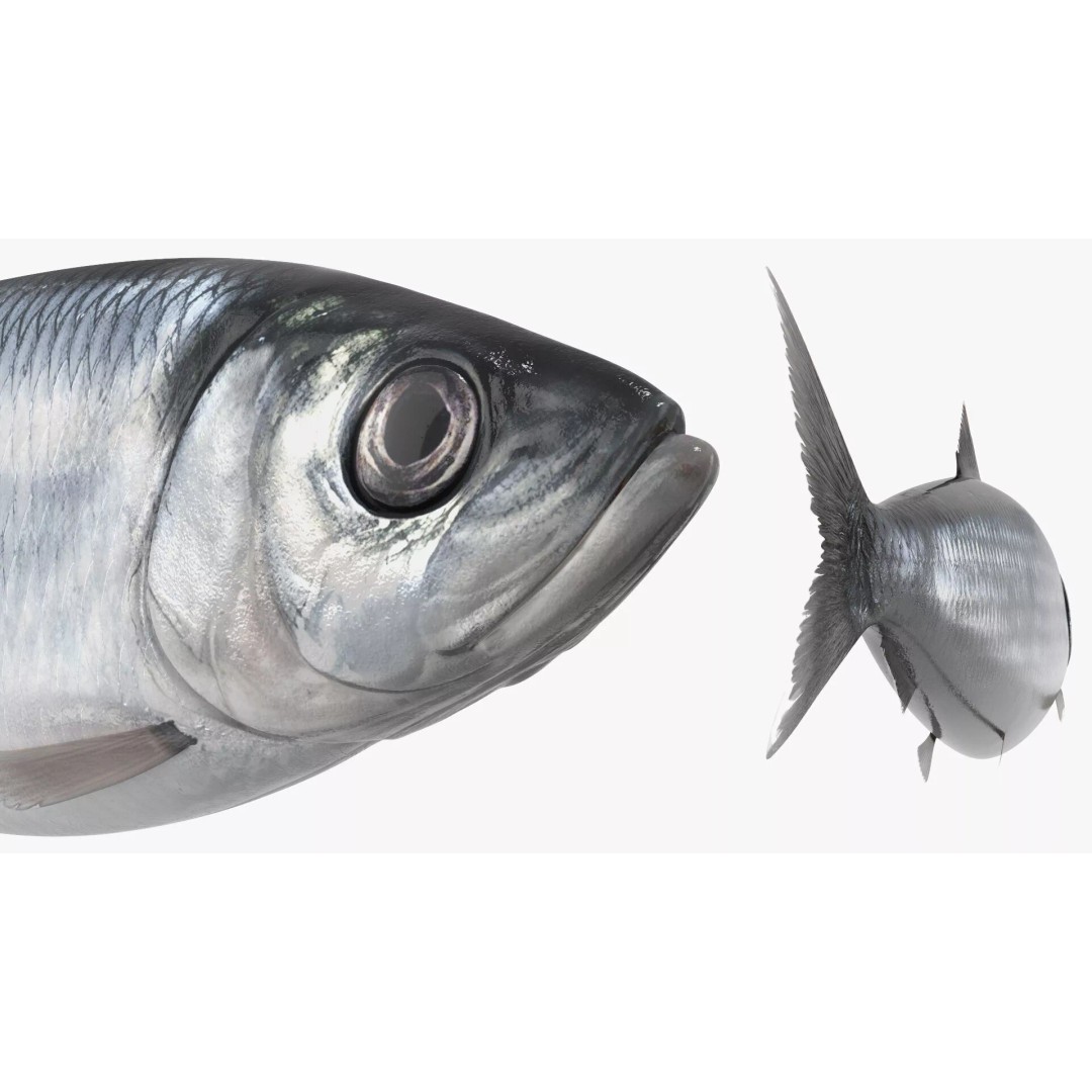 Atlantic Herring Whole Fish 3D Model – High Quality PBR Textured Asset - View 6