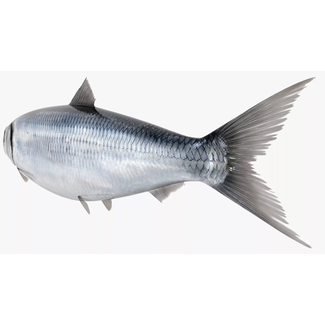 Atlantic Herring Whole Fish 3D Model – High Quality PBR Textured Asset - View 7