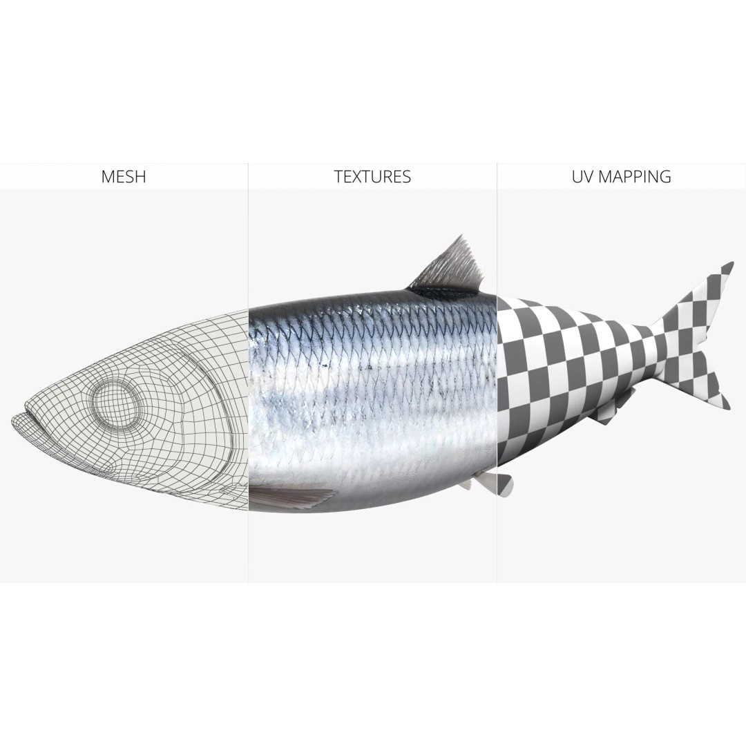 Atlantic Herring Whole Fish 3D Model – High Quality PBR Textured Asset - View 8