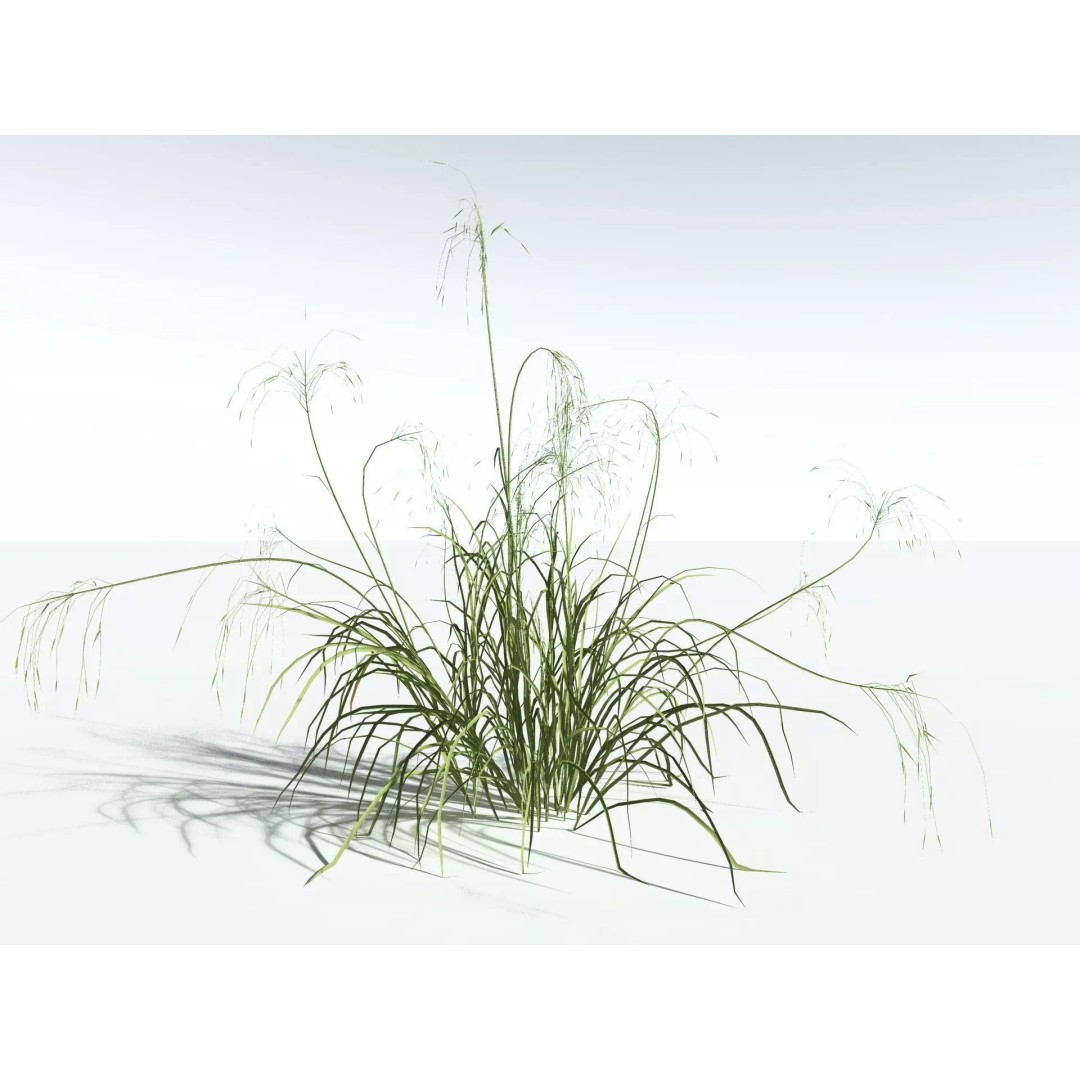 Downy Brome 3D Model – Low Poly Grass Asset, FBX & PBR Textures - View 10