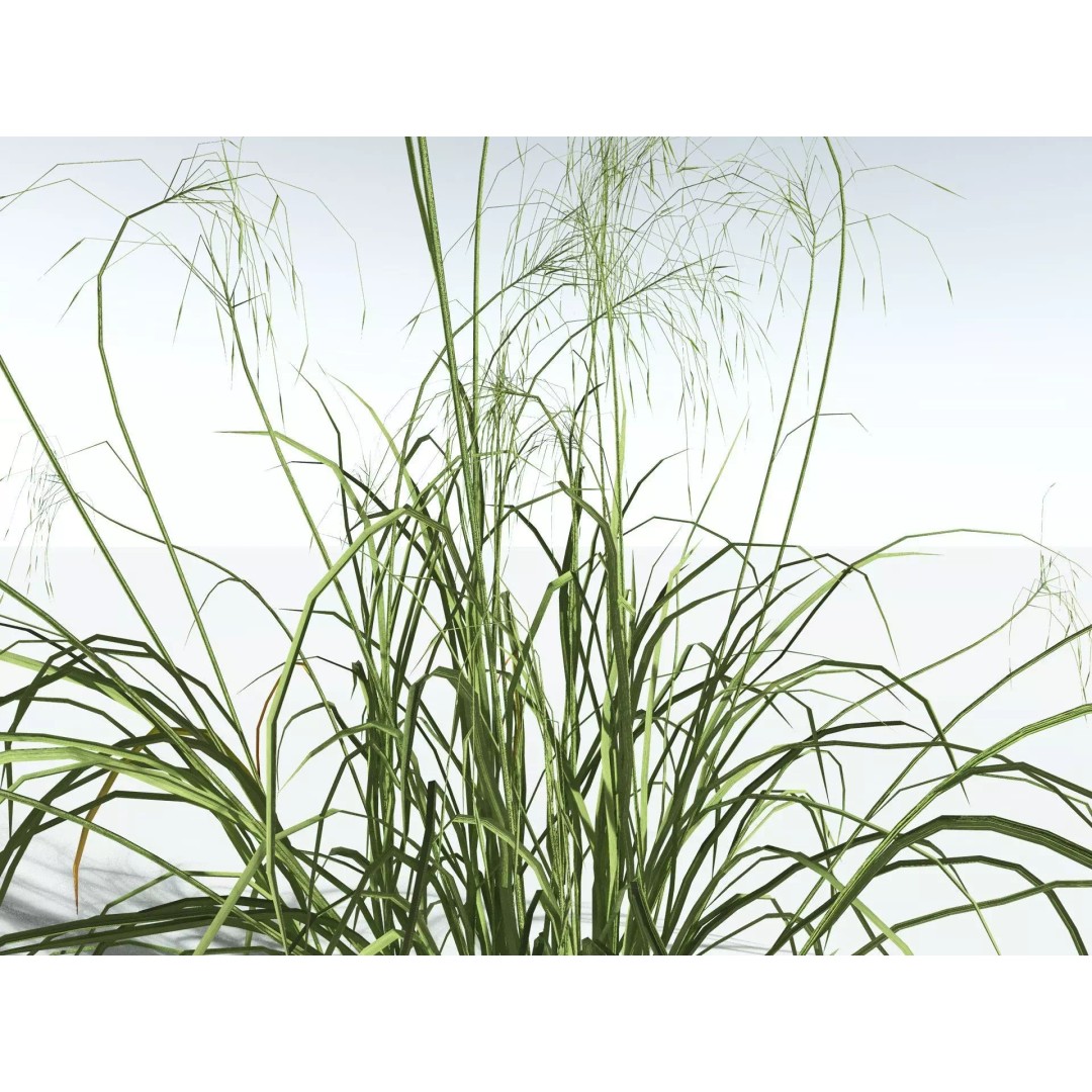 Downy Brome 3D Model – Low Poly Grass Asset, FBX & PBR Textures - View 11